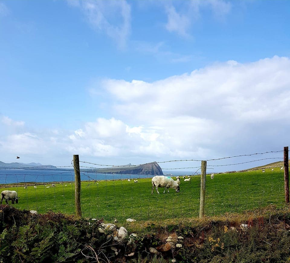 Spot the bumblebee in mid-flight on the left of the photo! 