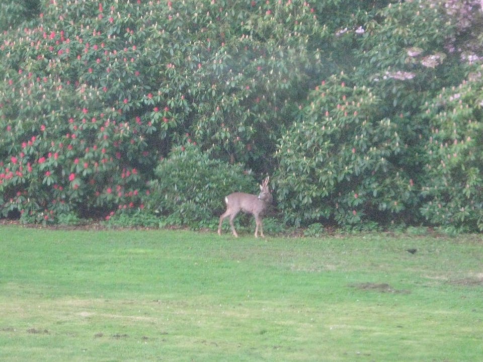 wildlife in the garden