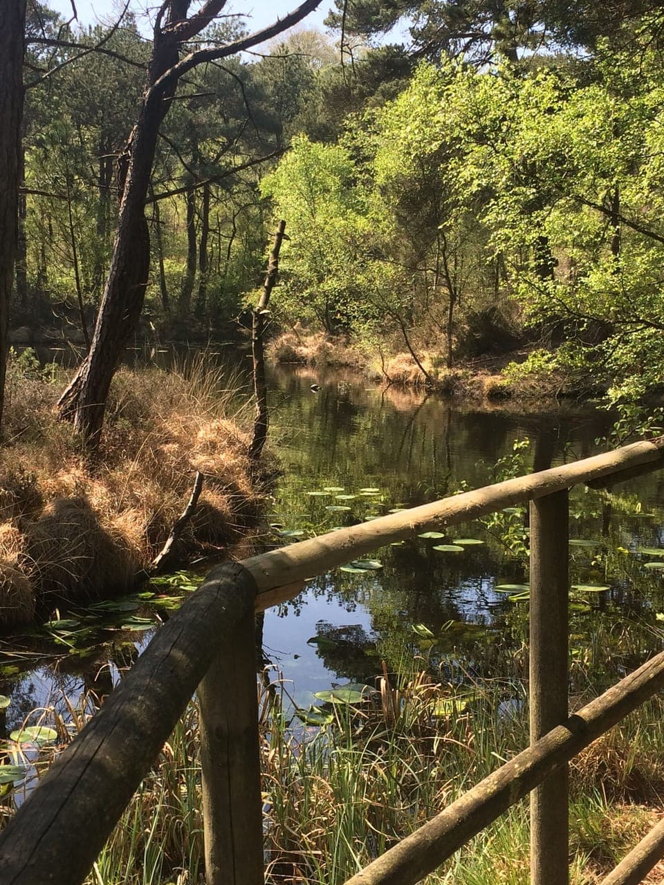 Bystock reveroir, a gorgeous local walking spot