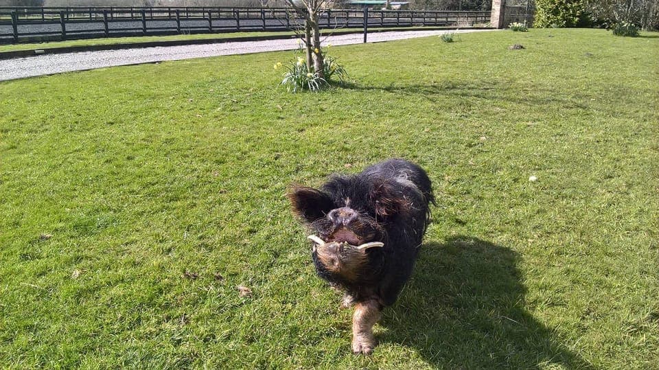 Herbert our resident Kune Kune, very friendly.