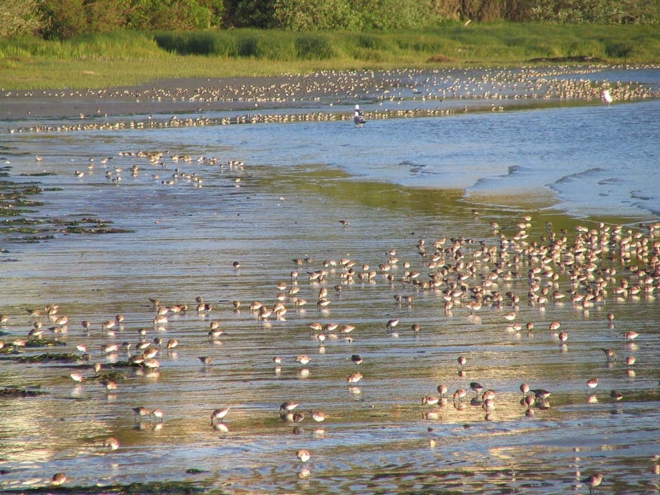 Shorebirds on property below Cottage