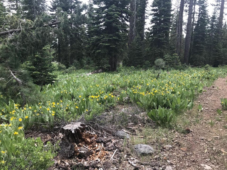 Hiking trails behind the house!