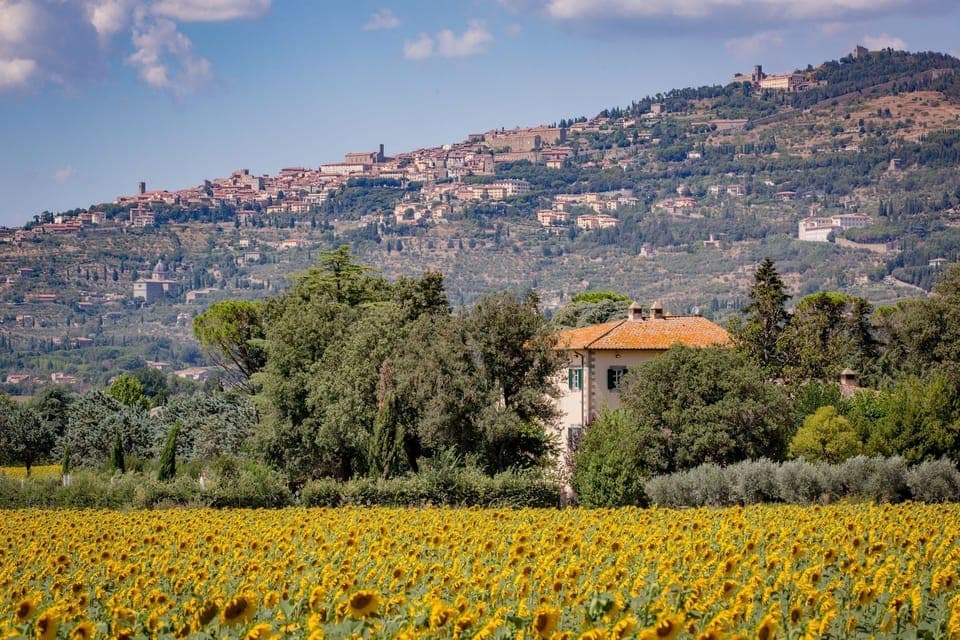 Sunflowers around the Villa and the view on Cortona