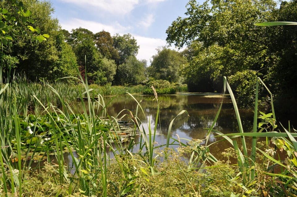 Lake, with many Golden Orph fish