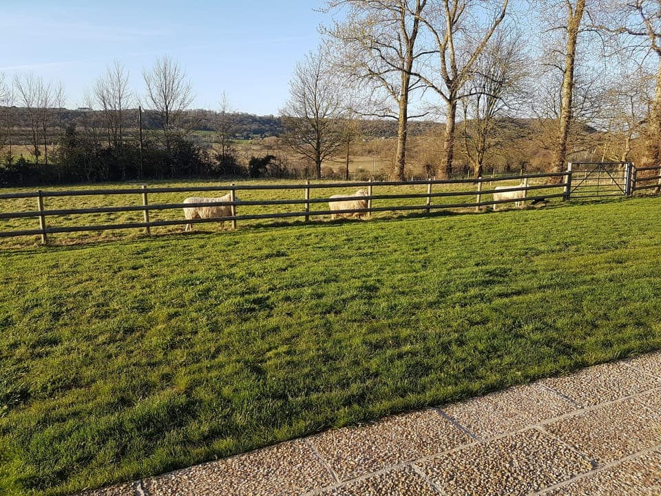 Pet sheep waiting in line for head scratch