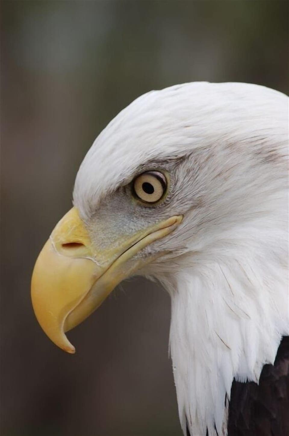 The Bald Eagle we named the house after