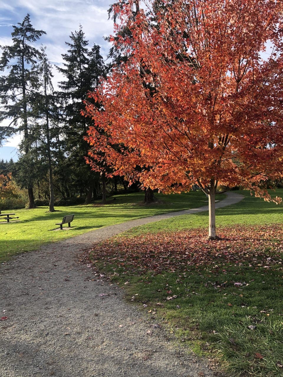 Walk in the dog park