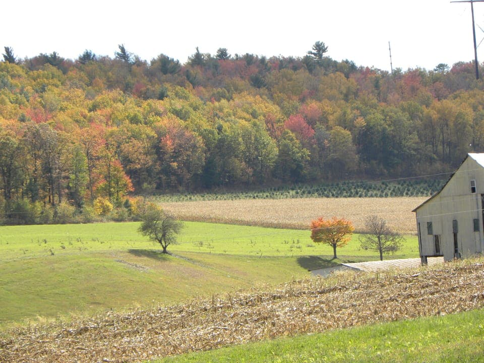 Fall foliage