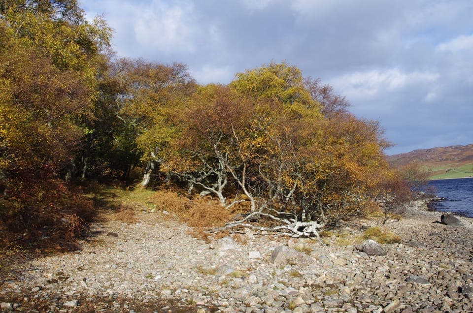 Autumn colours on a walk along a local loch shore.
