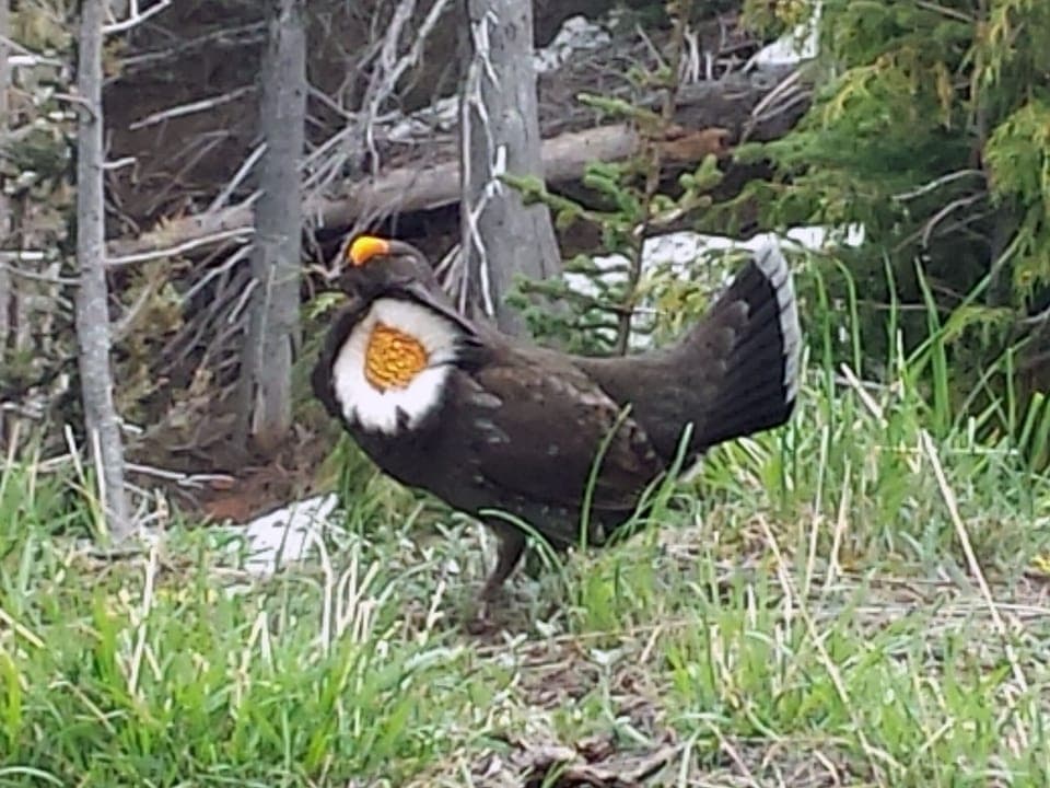 Blue Grouse Pacific Subspecies - Photo at 
Hurricane Ridge.