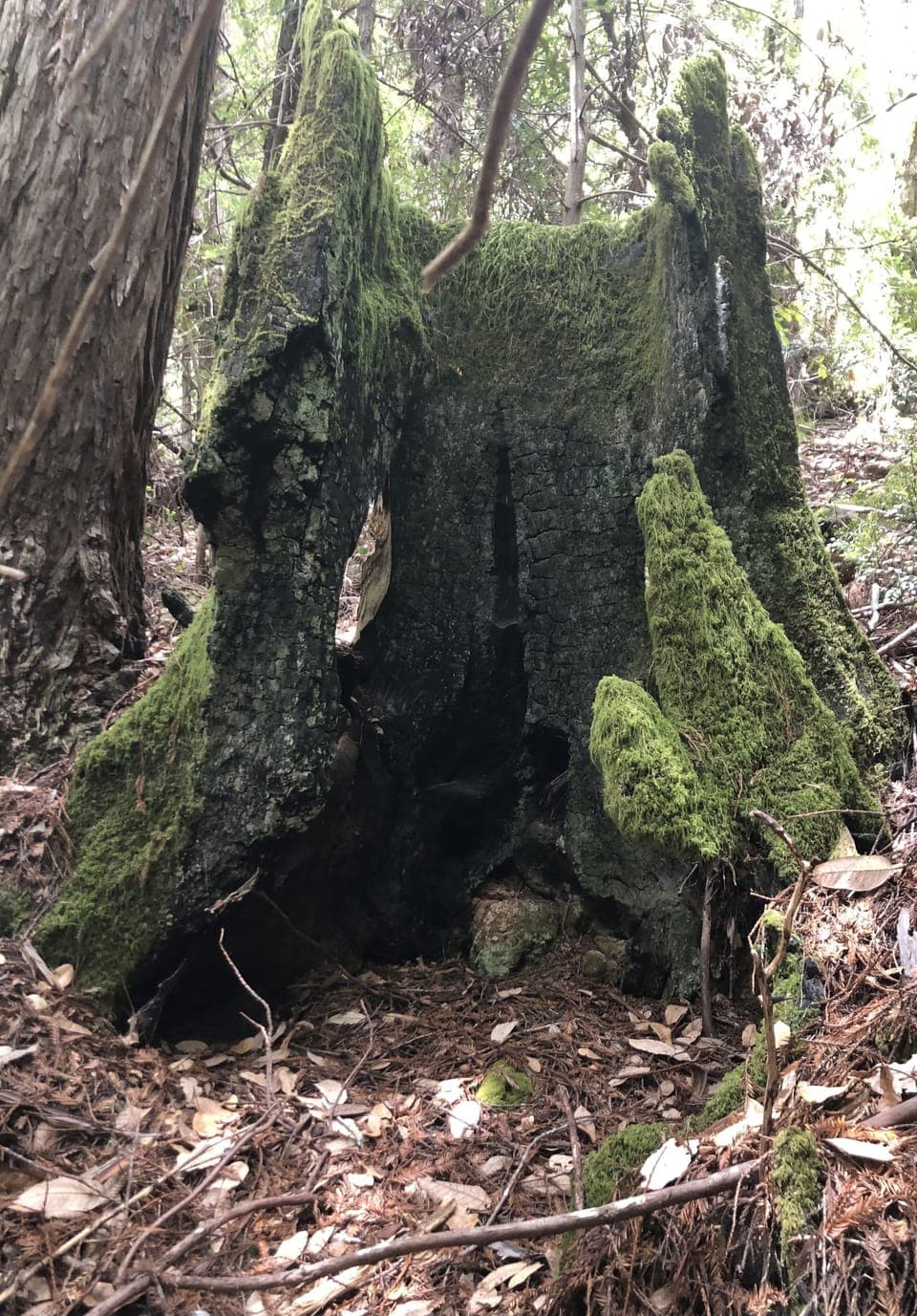 Remnants of old redwoods