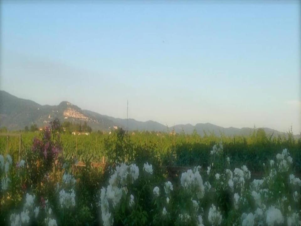 Region [summer] (>5 km)