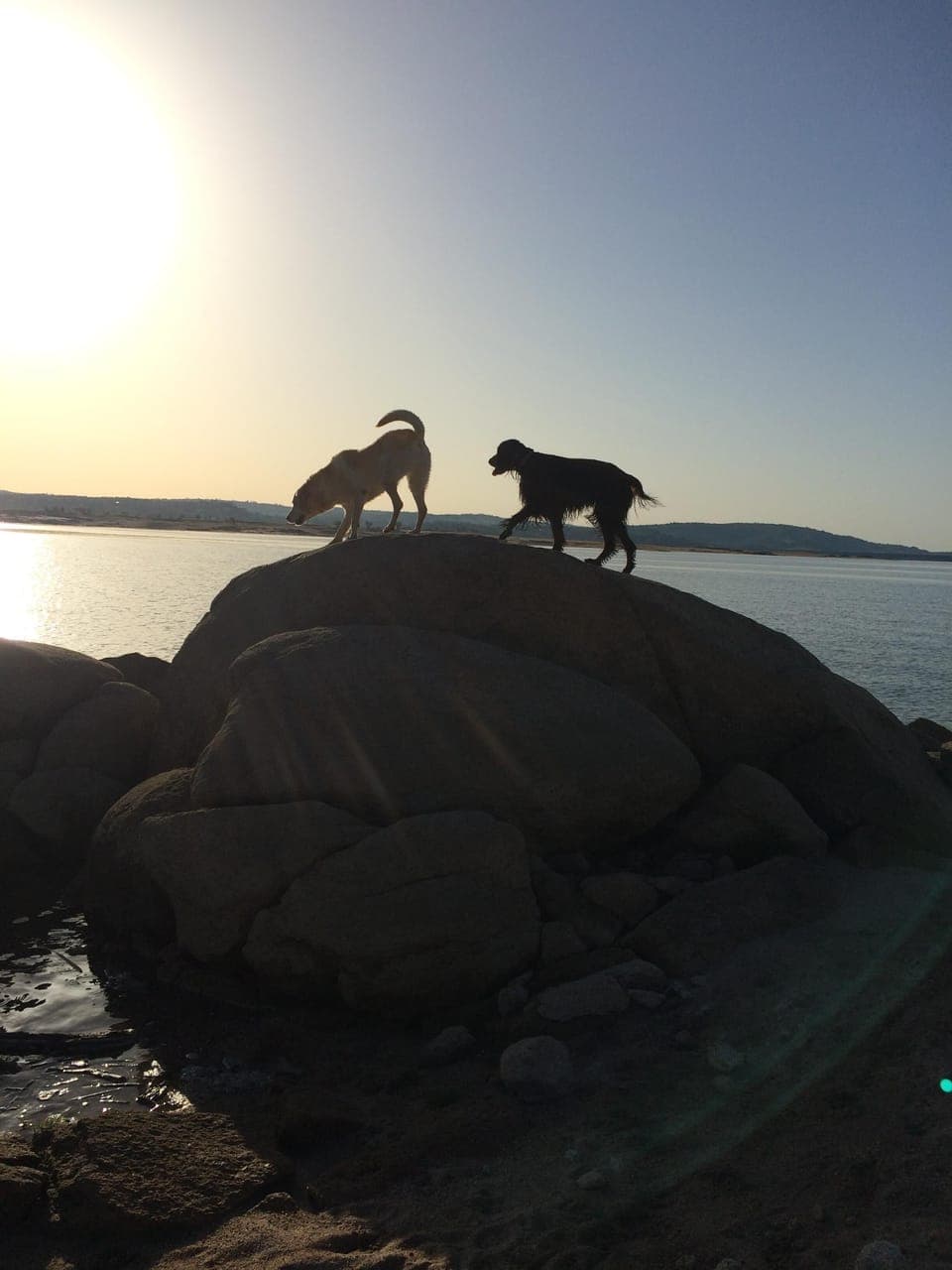 Early morning fun with the dogs at Folsom Lake.