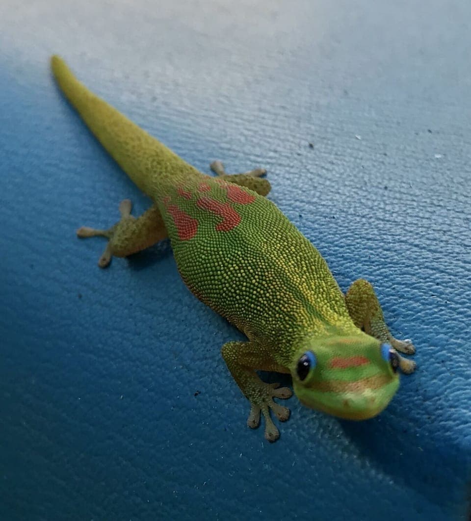 You might see a Matagascar gecko, they actually eat our local geckos called mo'o