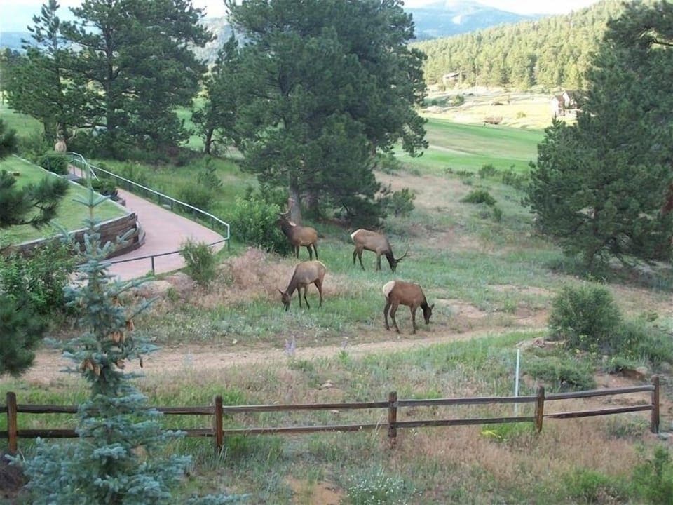 From Our Back Porch