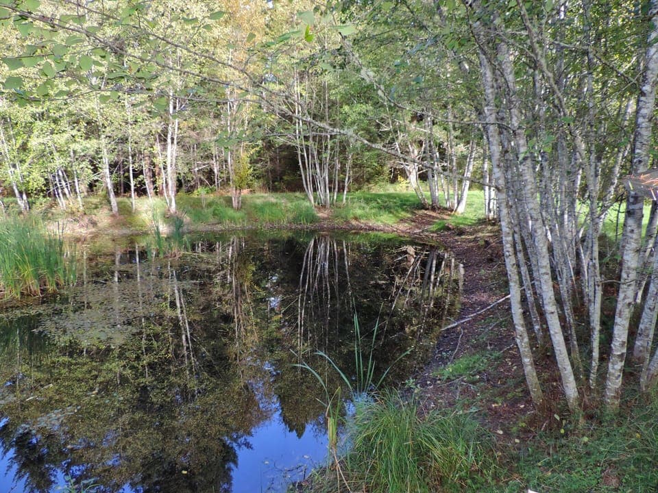 Enjoy the serenity of nature by the pond