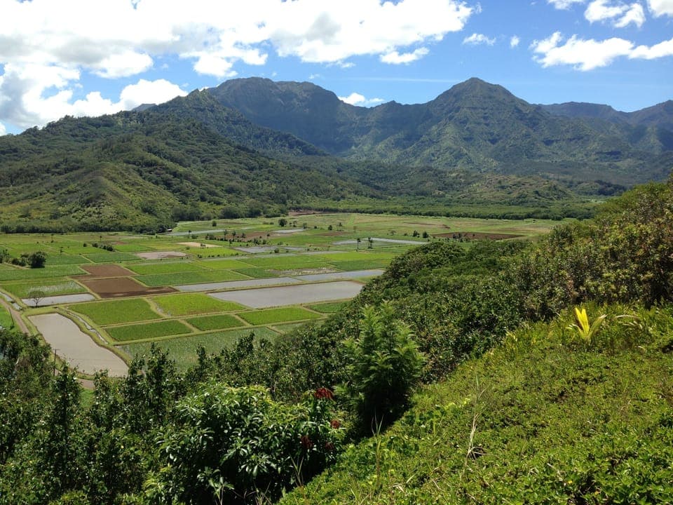 Hanalei Taro Fields