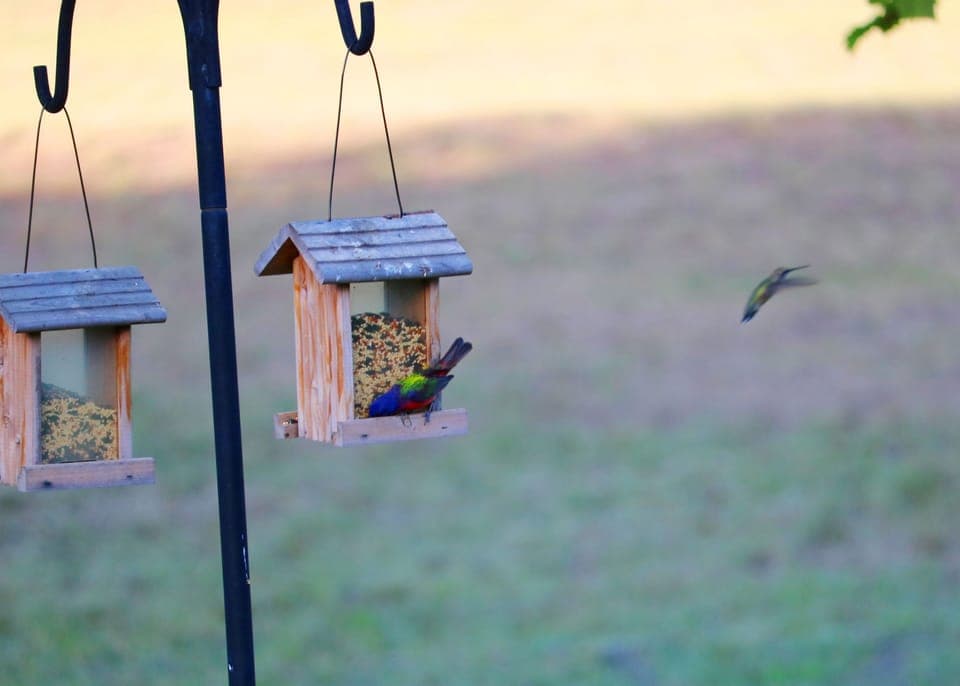 View from front porch, painted bunting and hummingbird in flight