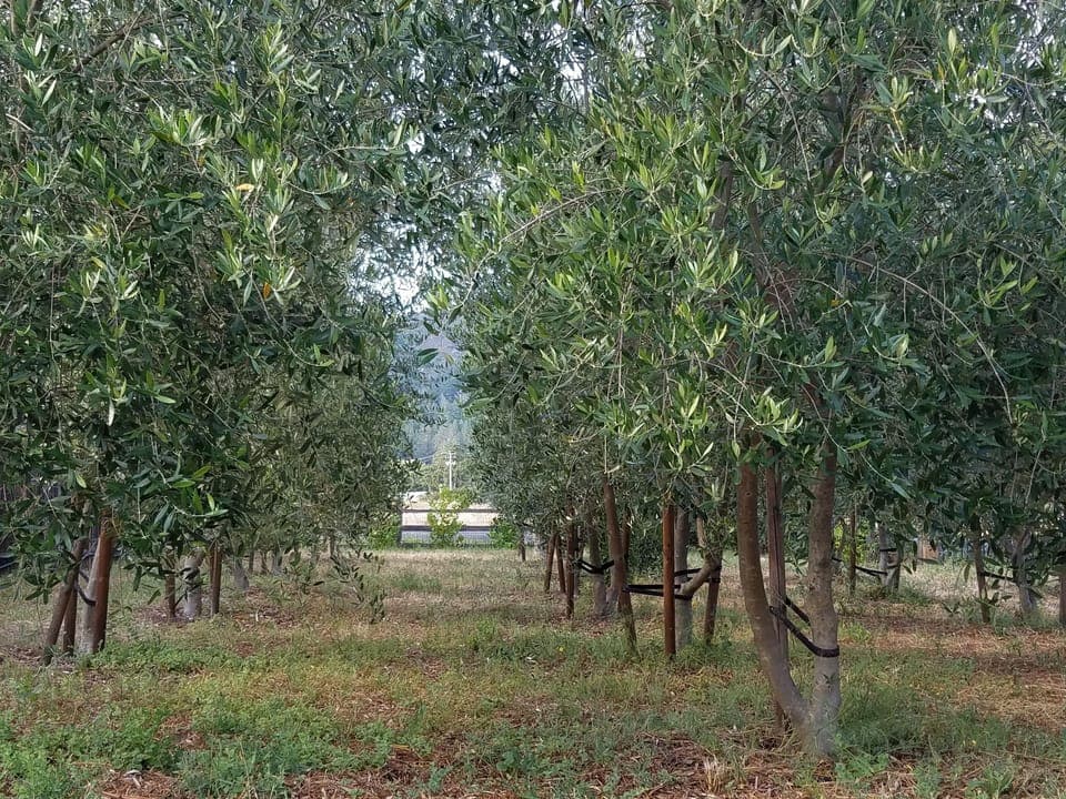 Our small olive orchard which produces award winning olive oil.