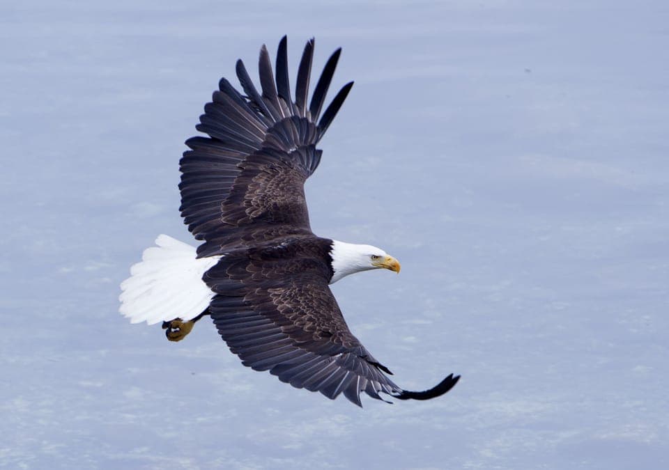 A eagle glides by the house's deck.