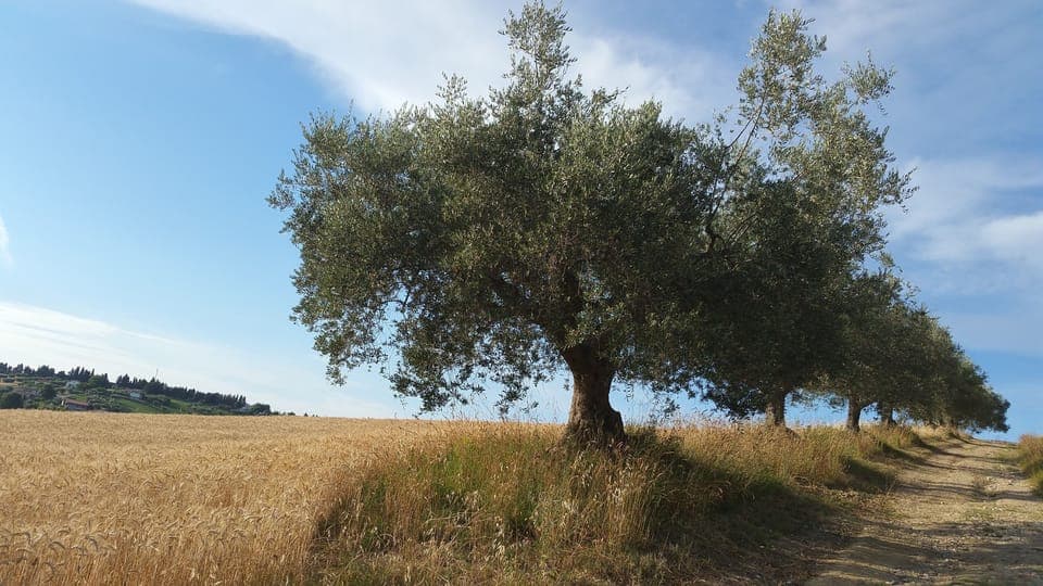 Walking up the lane next to the Villa