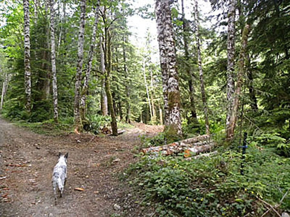 Your dog is welcome.  Happy to share the forest with you.