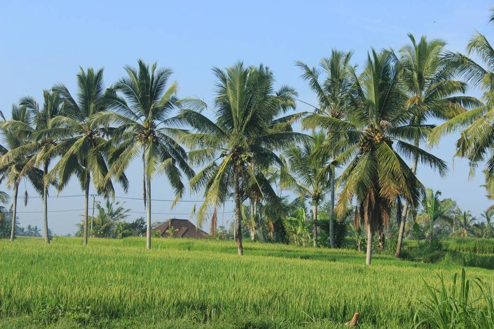 Ubud Private Pool Villa Rice field View