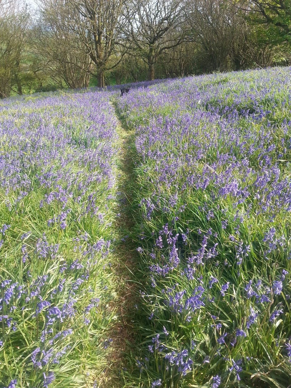 Bluebells on Eype Downs