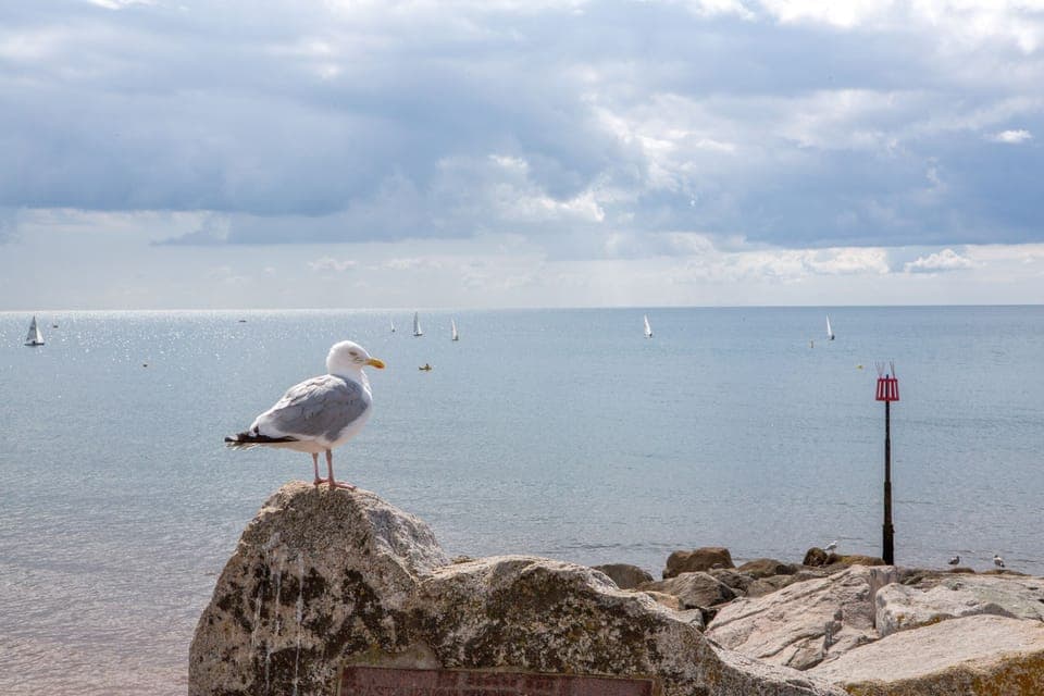 Watching the regatta
