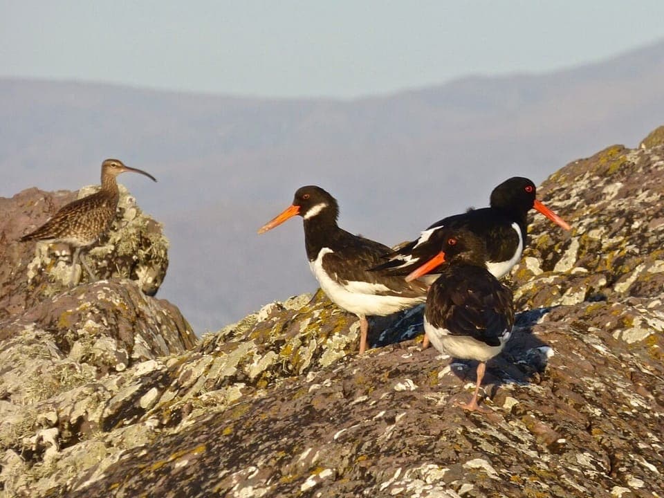 Oyster Catchers chatting to a Curlew