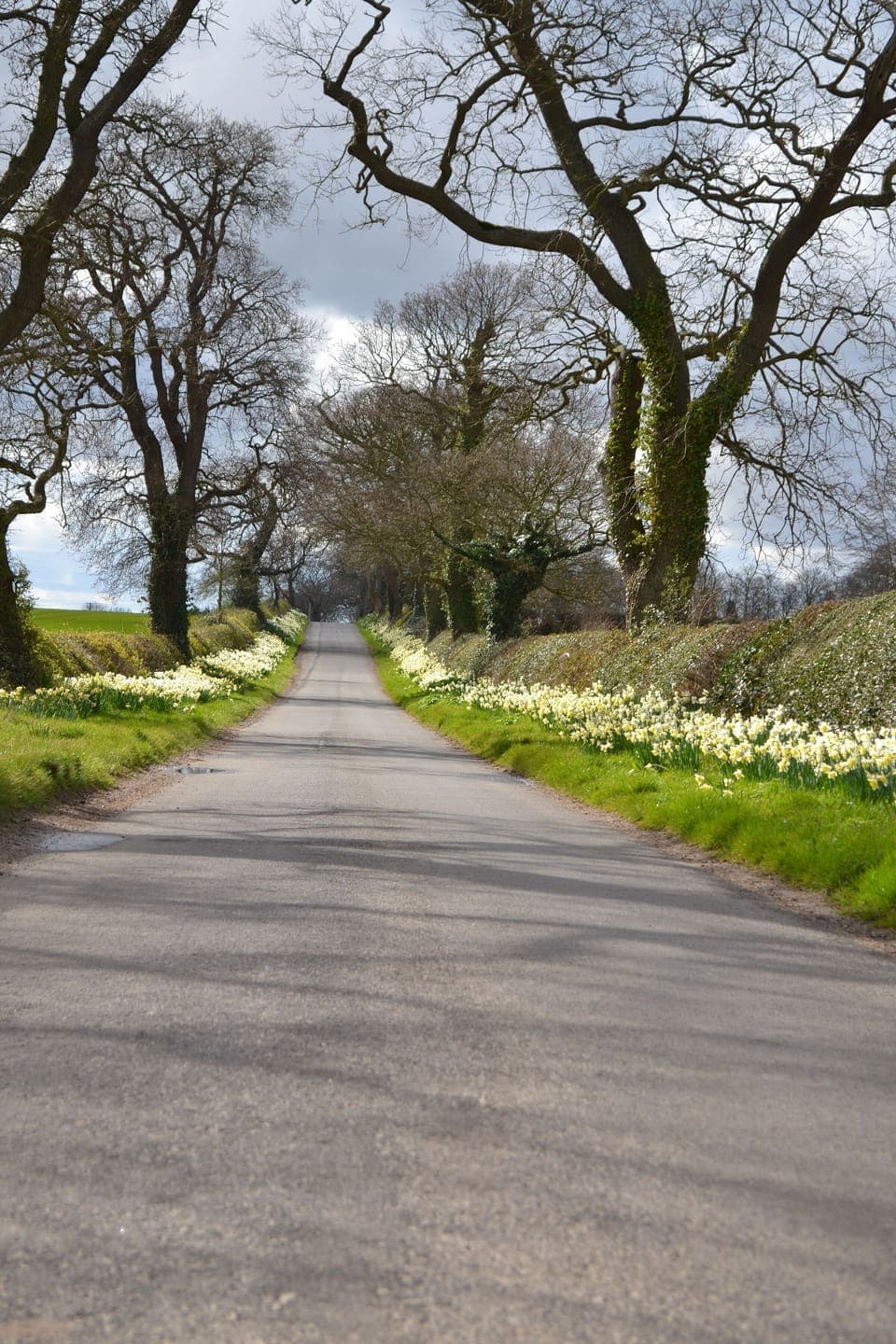 Flowers Honing long lane