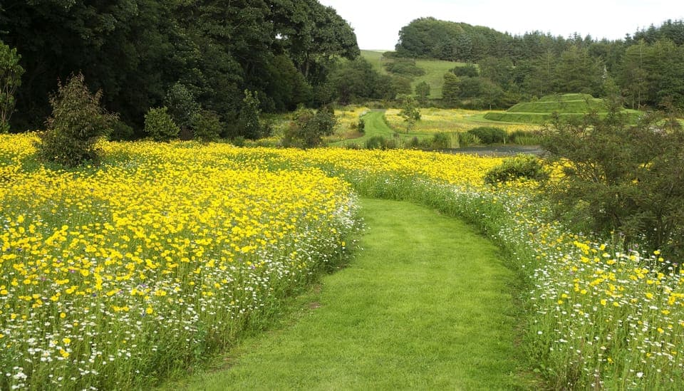 Wild flower meadow with paths from Cutlar's Lodge to the landscaped loch