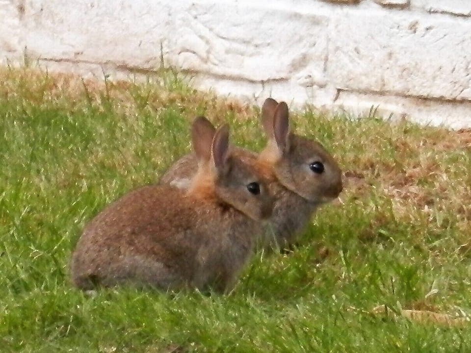 You can often catch rabbits playing if you're up early.