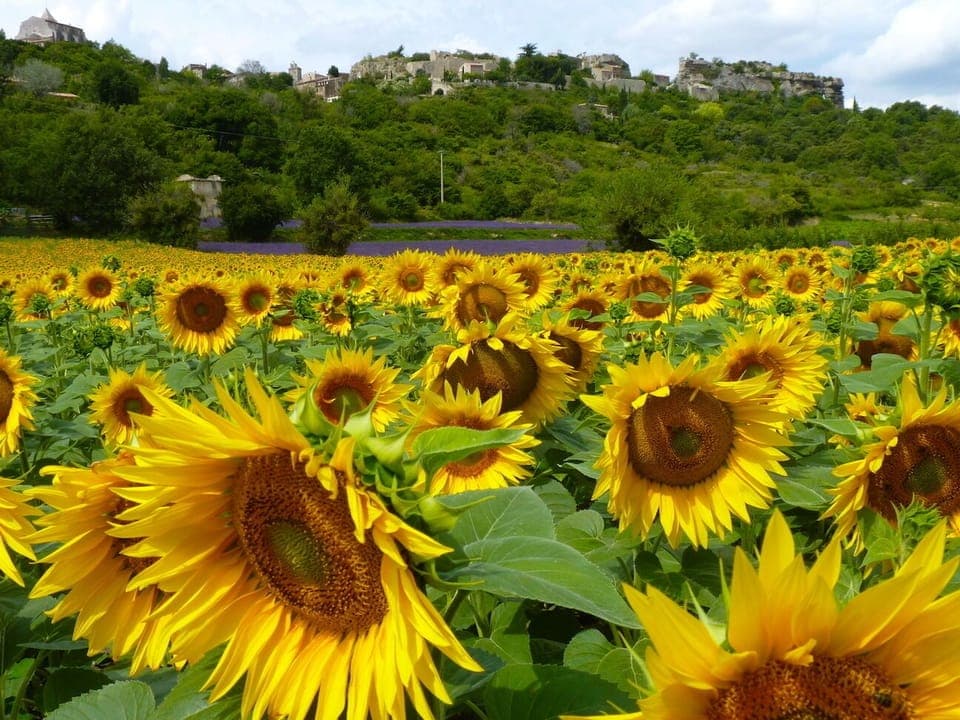 Sunflowers, lavender and Saignon