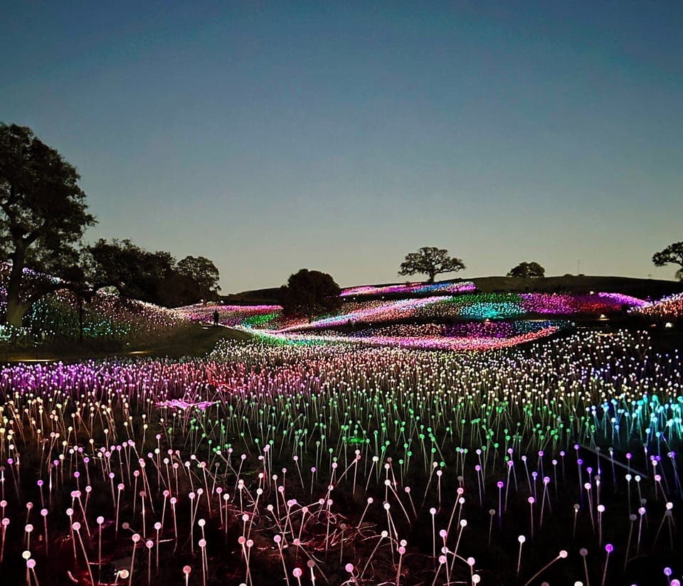 Sensorio Field of LIghts, Quick Drive from The Porch on Pine. A MUST see. 