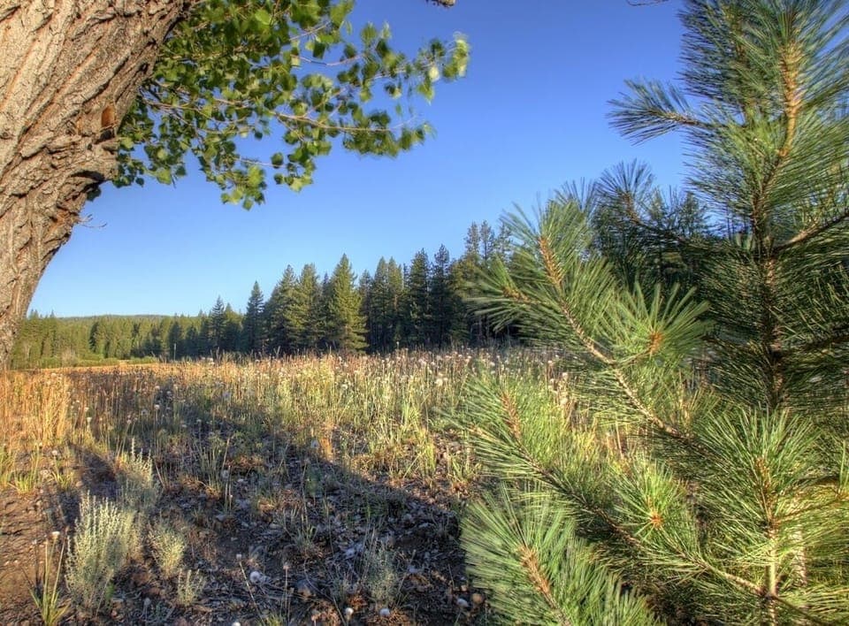 The adjacent meadow.