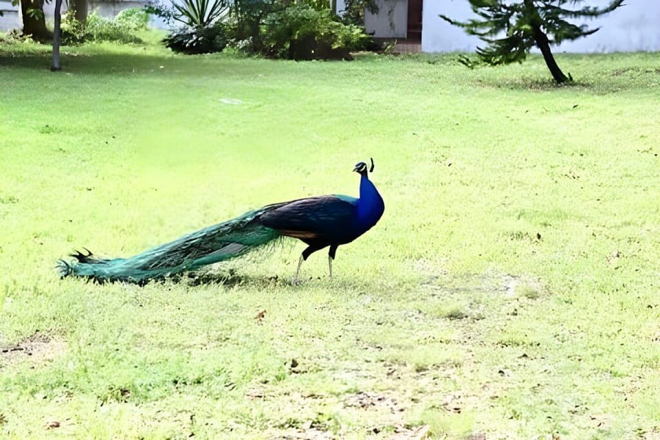 Enjoy sightings of a stunning flock of peacocks that roam the neighborhood!