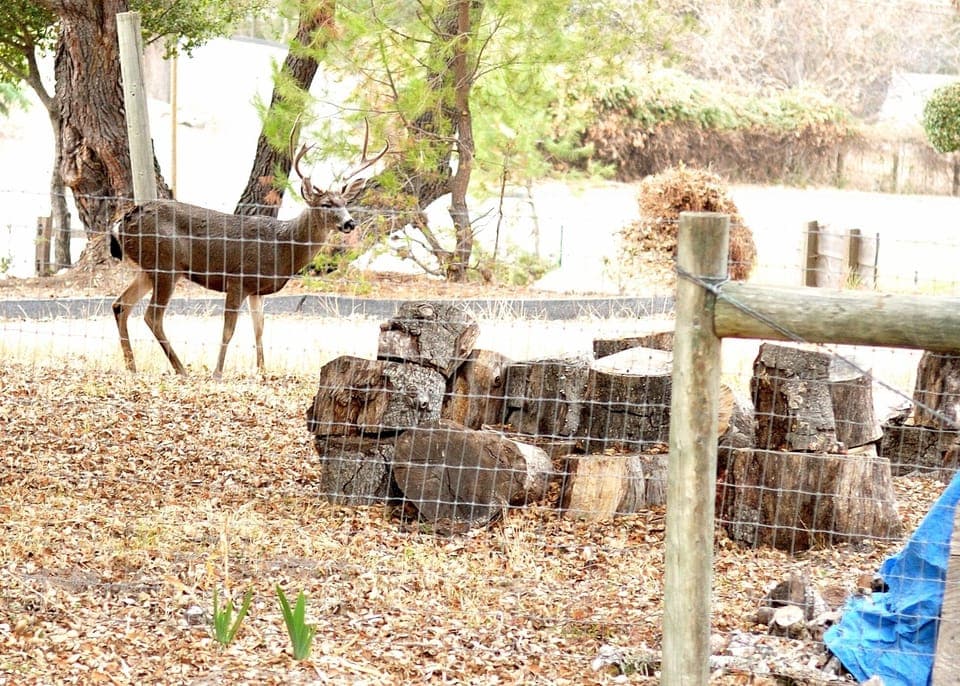 One of the beautiful bucks that stroll through our property.