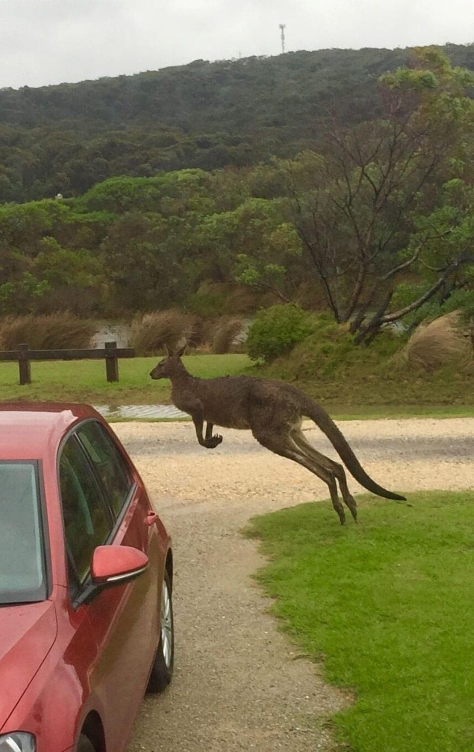 One of the locals passing by