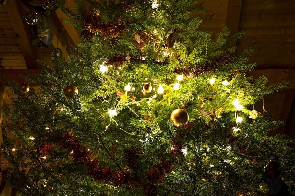 Christmas time, and the scent of pine.....