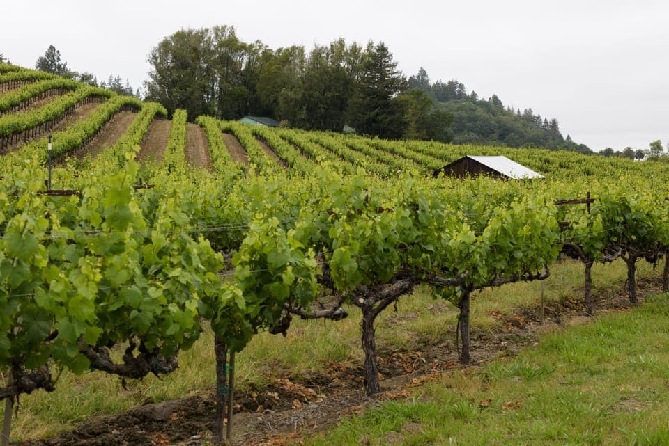 Lots & lots of good wine tasting.  You don't have to go to Napa.