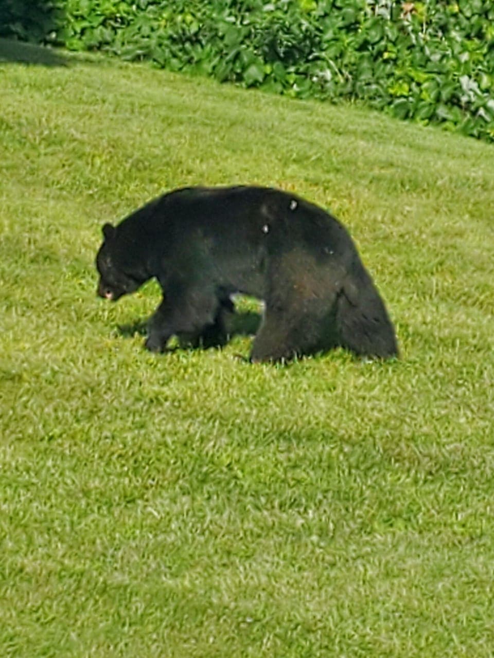 More pictures of bears from over the years.