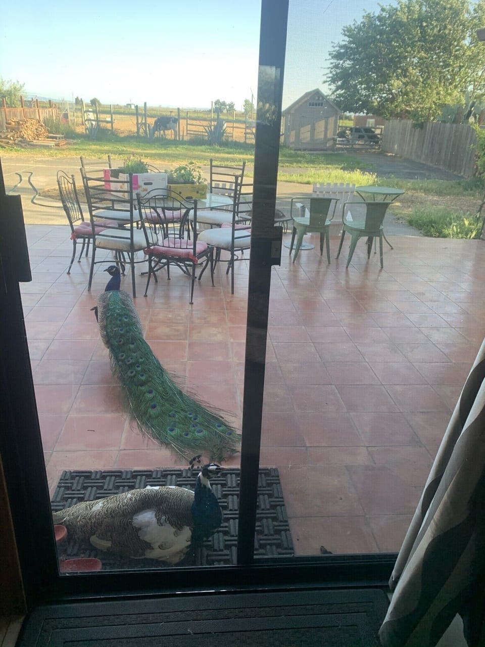 You might see this couple rooming in the yard.