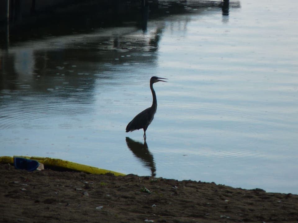 Heron standing on the shoreline