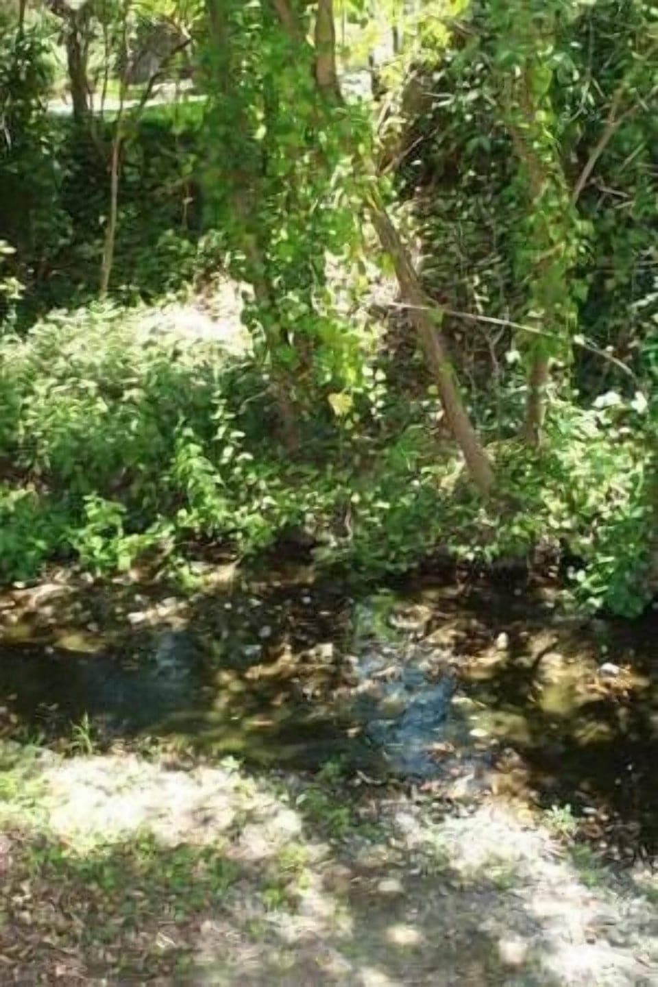 creek view from cottage