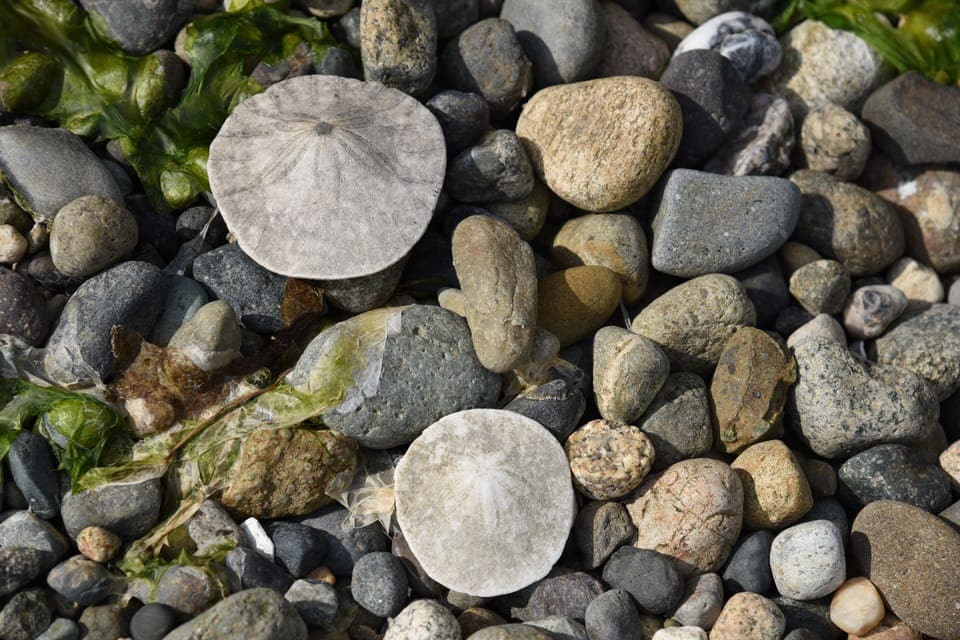 Sand $ are abundant. Still get a thrill finding them, like when you were a kid.