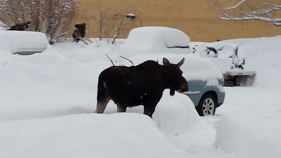 Moose walking around 