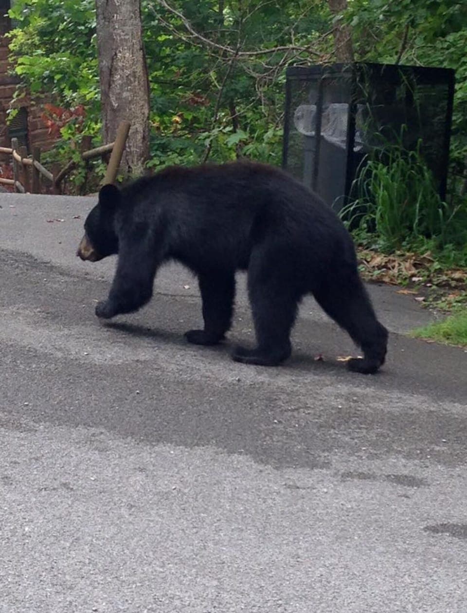 Likely to see bears during your visit