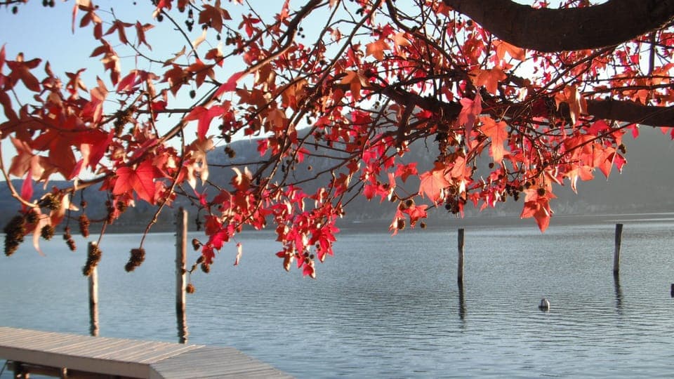 Fall colors across the lake