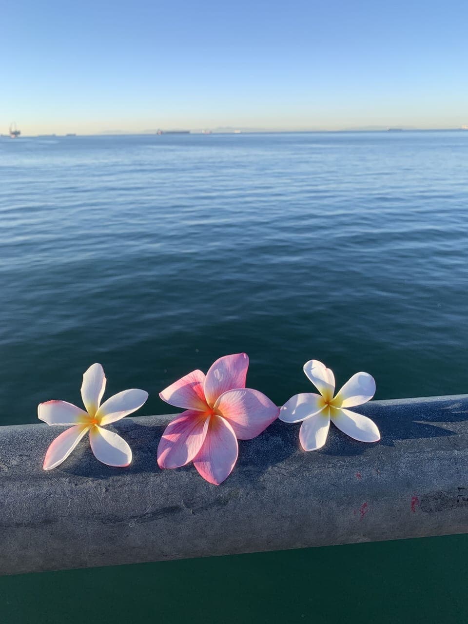 We grow Plumerias the property - this view is on the Pier facing Catalina 